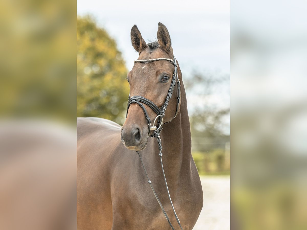 Niemiecki koń sportowy Klacz 5 lat 158 cm Ciemnogniada in Gomadingen