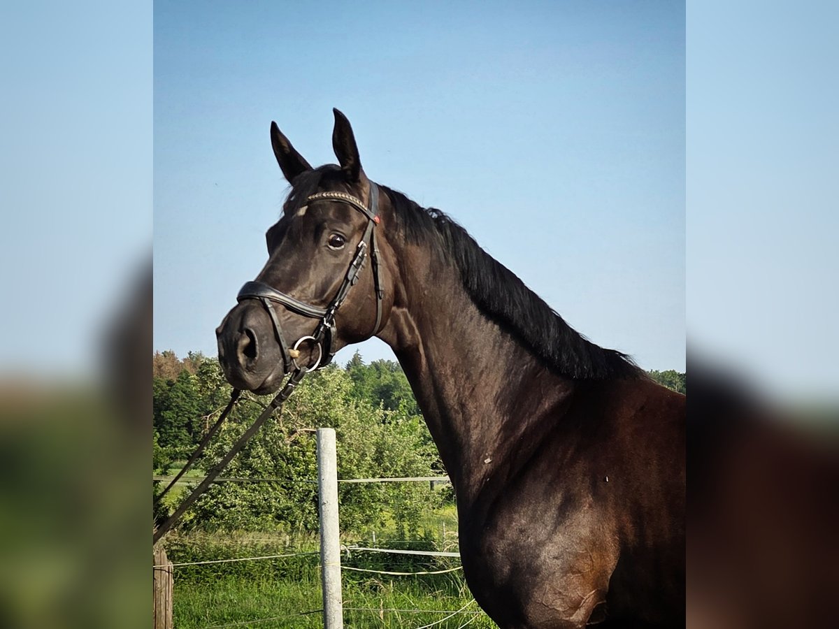 Niemiecki koń sportowy Klacz 5 lat 164 cm Kara in Bad Schussenried