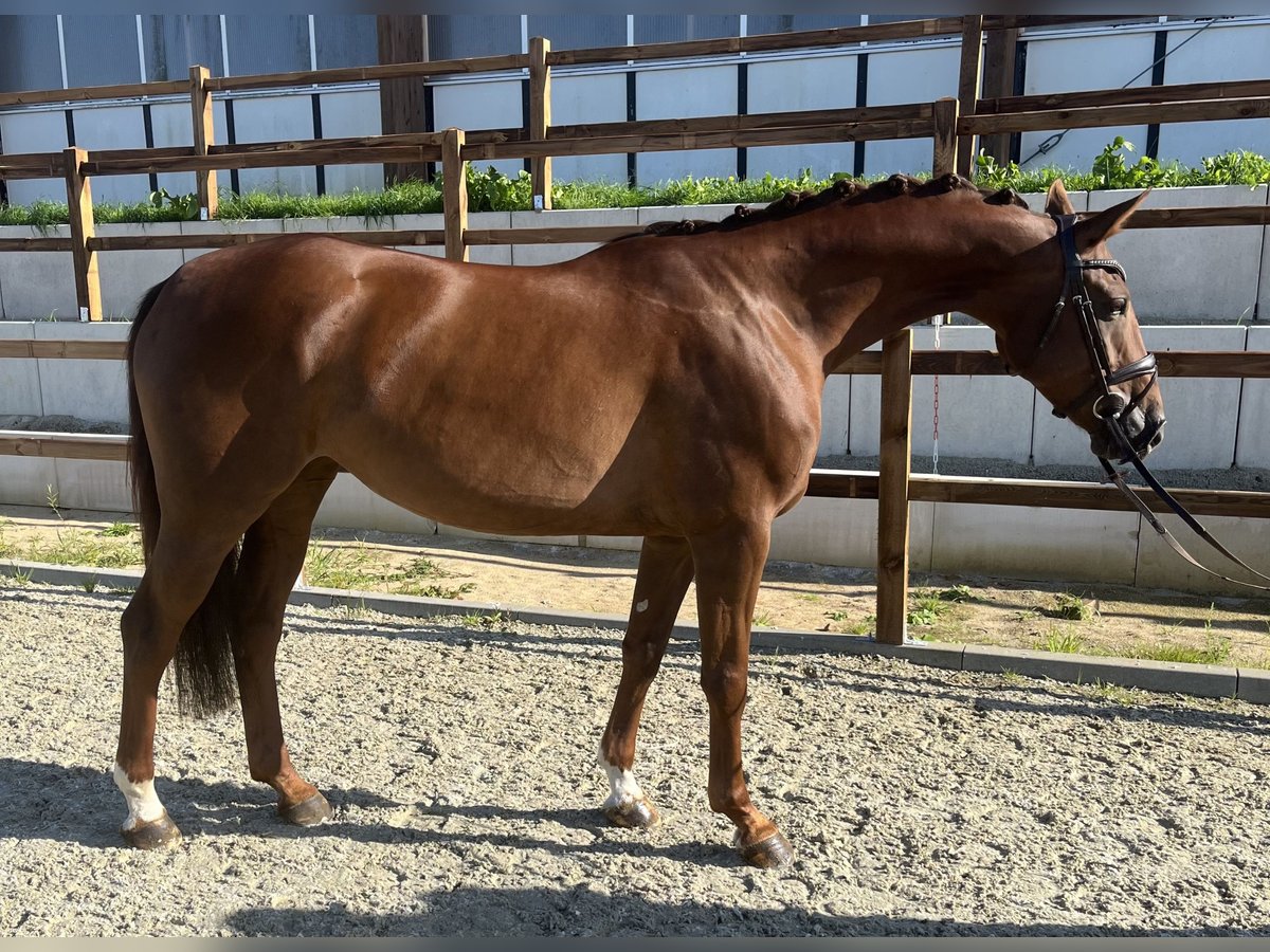 Niemiecki koń sportowy Klacz 5 lat 165 cm Ciemnokasztanowata in Braunschweig