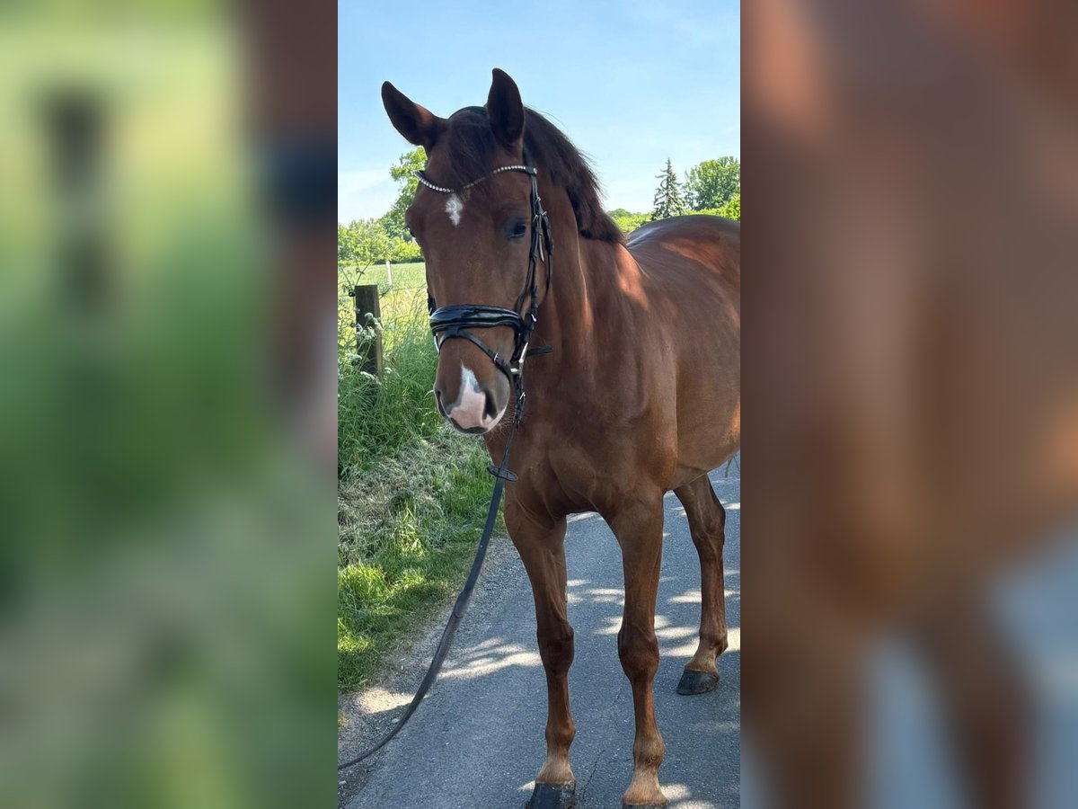 Niemiecki koń sportowy Klacz 5 lat 165 cm Ciemnokasztanowata in Lüdinghausen