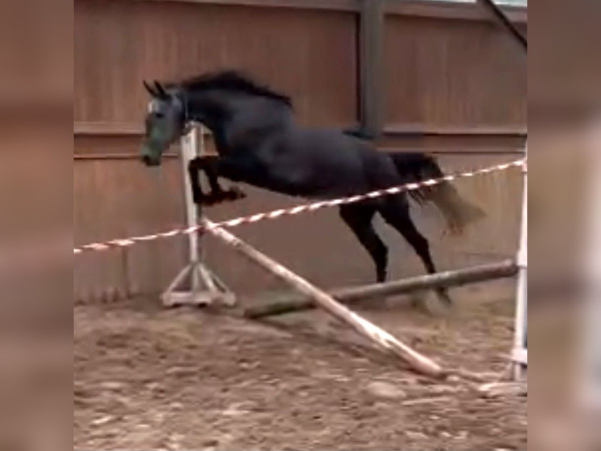Niemiecki koń sportowy Klacz 5 lat 166 cm Siwa in Ilmenau