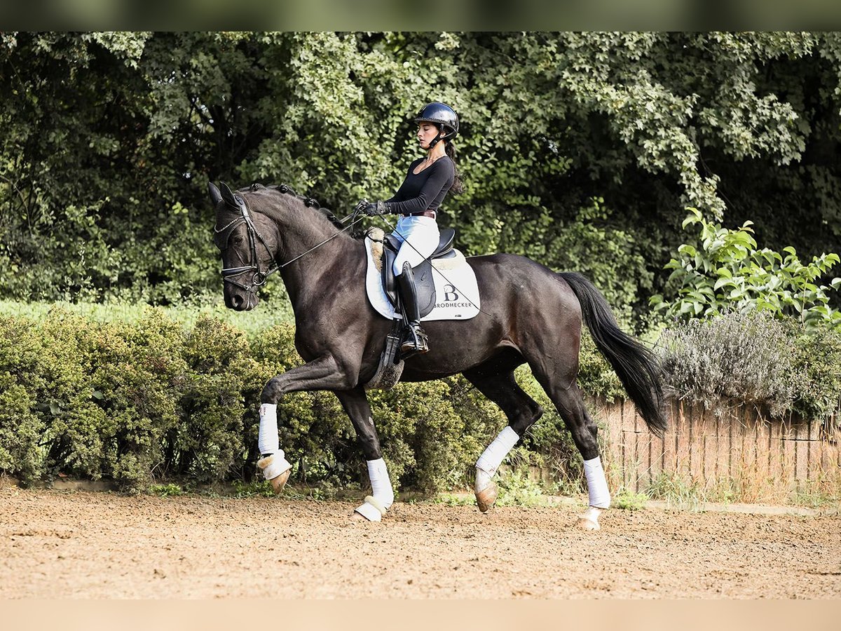 Niemiecki koń sportowy Klacz 5 lat 167 cm Kara in Riedstadt