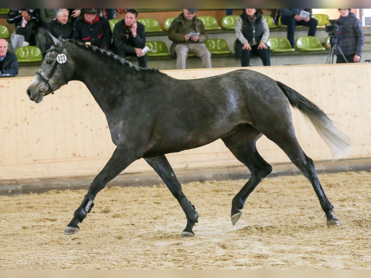 Niemiecki koń sportowy Klacz 5 lat 167 cm Siwa in Erbach