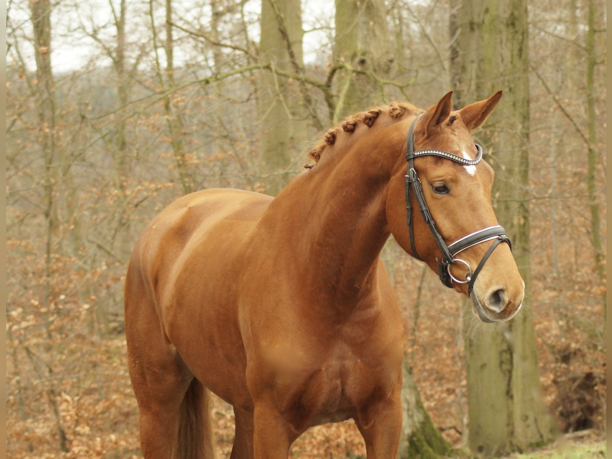 Niemiecki koń sportowy Klacz 5 lat 168 cm Ciemnokasztanowata in Gleichen