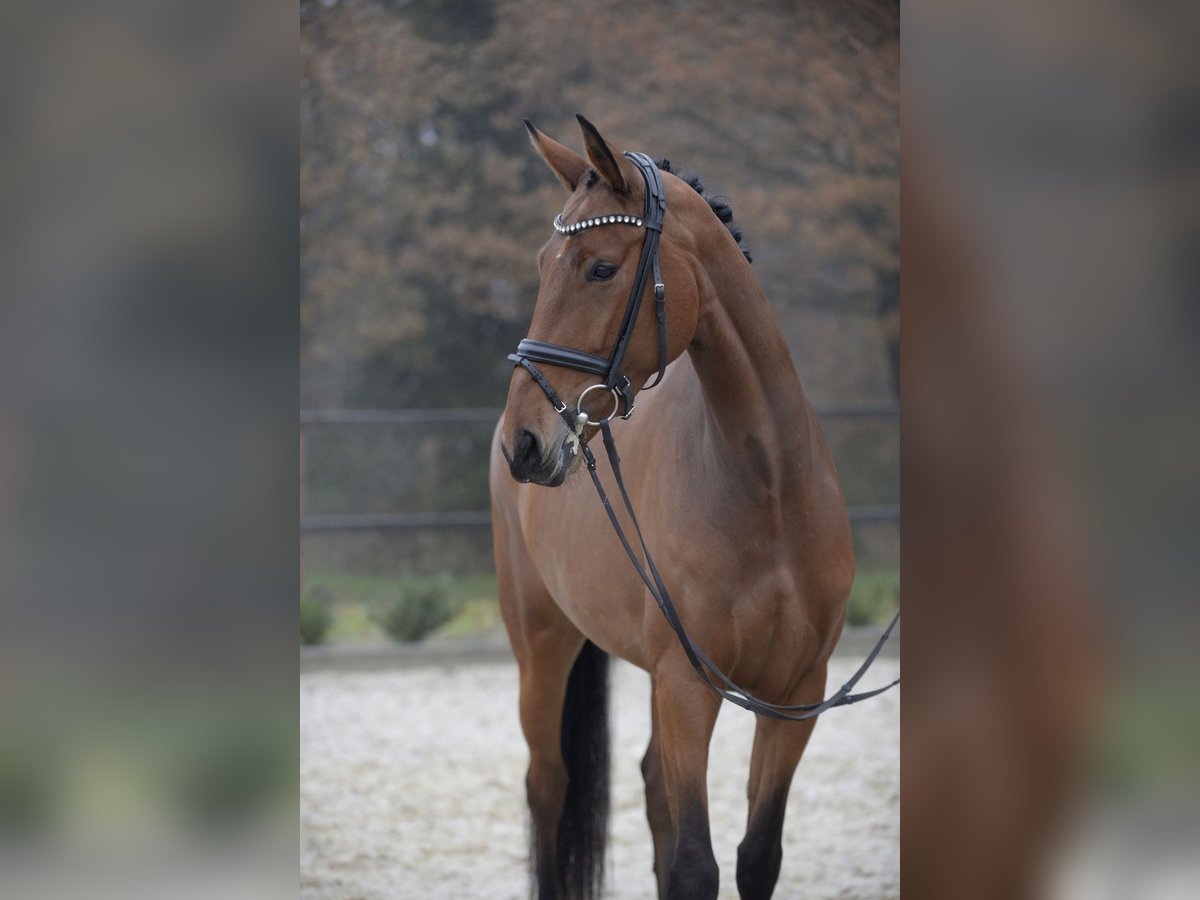 Niemiecki koń sportowy Klacz 5 lat 168 cm in Sassenberg