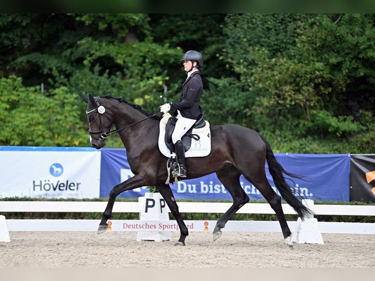 Niemiecki koń sportowy Klacz 5 lat 168 cm Skarogniada in Riedstadt