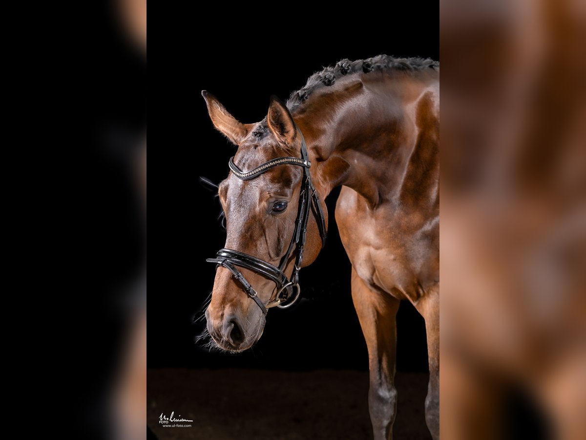 Niemiecki koń sportowy Klacz 5 lat 169 cm Gniada in Herrenberg