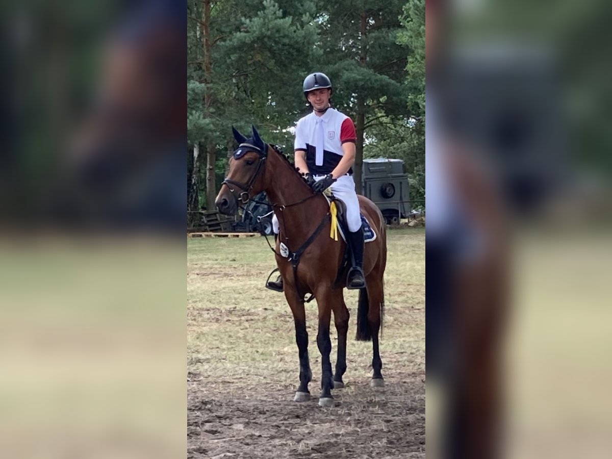 Niemiecki koń sportowy Klacz 6 lat 164 cm Gniada in GlöwenPlattenburg
