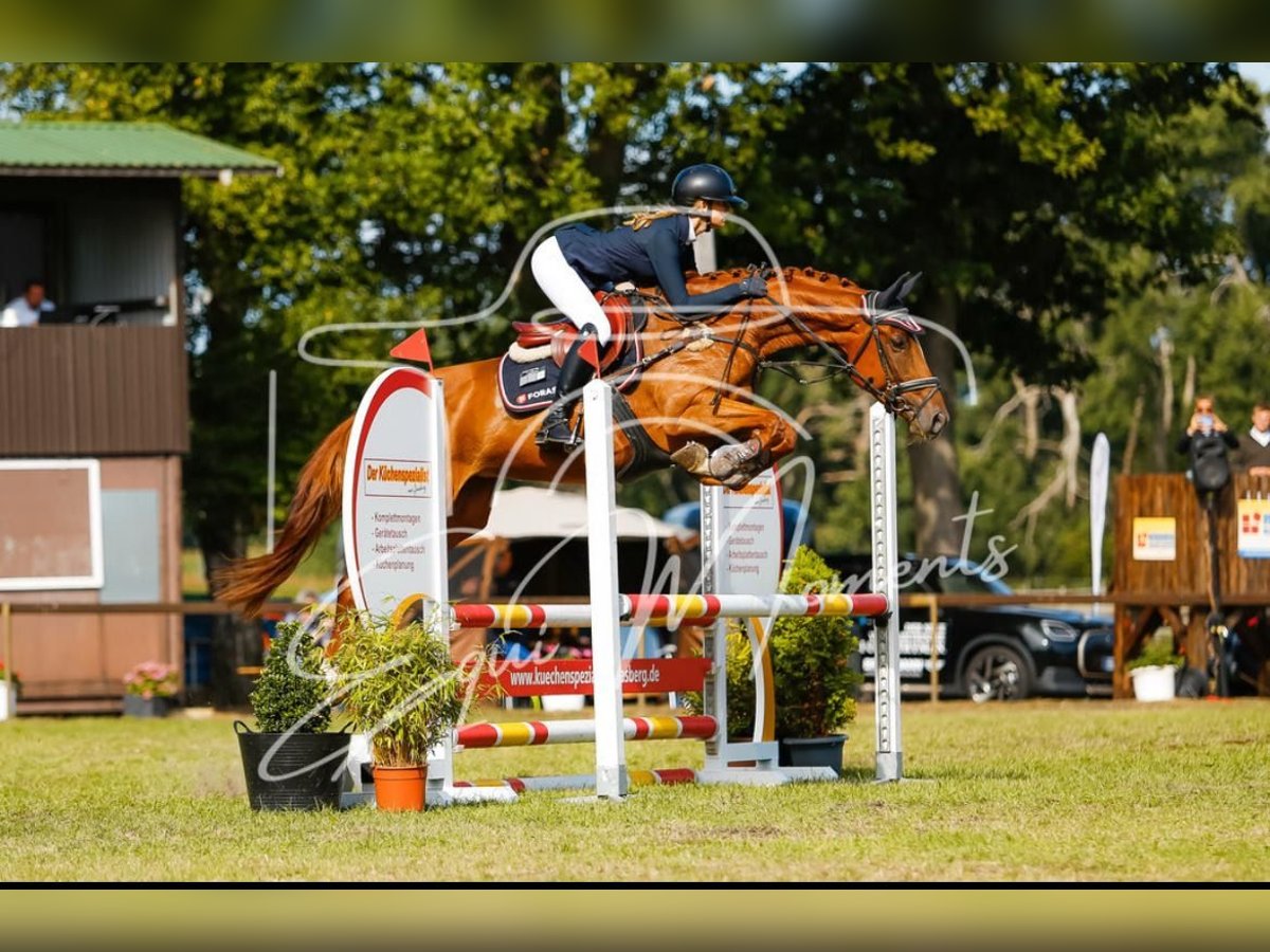 Niemiecki koń sportowy Klacz 6 lat 164 cm Kasztanowata in Bremerv&#xF6;rde