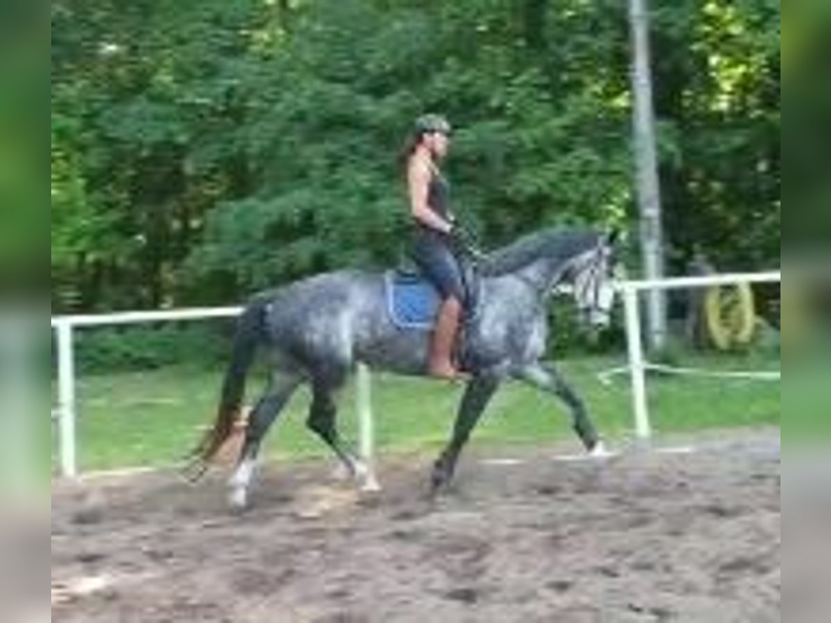 Niemiecki koń sportowy Klacz 6 lat 164 cm Siwa in Potsdam