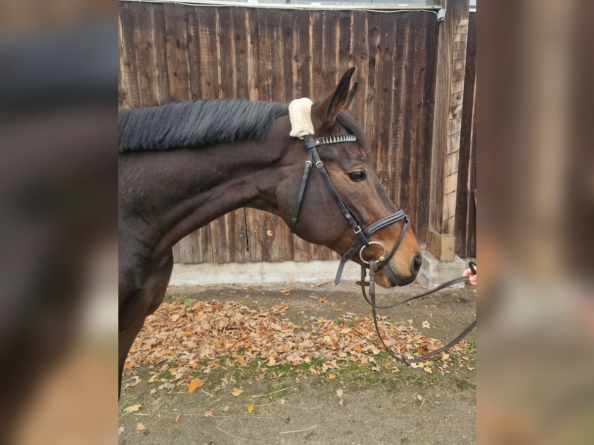 Niemiecki koń sportowy Klacz 6 lat 165 cm Gniada in Mannheim