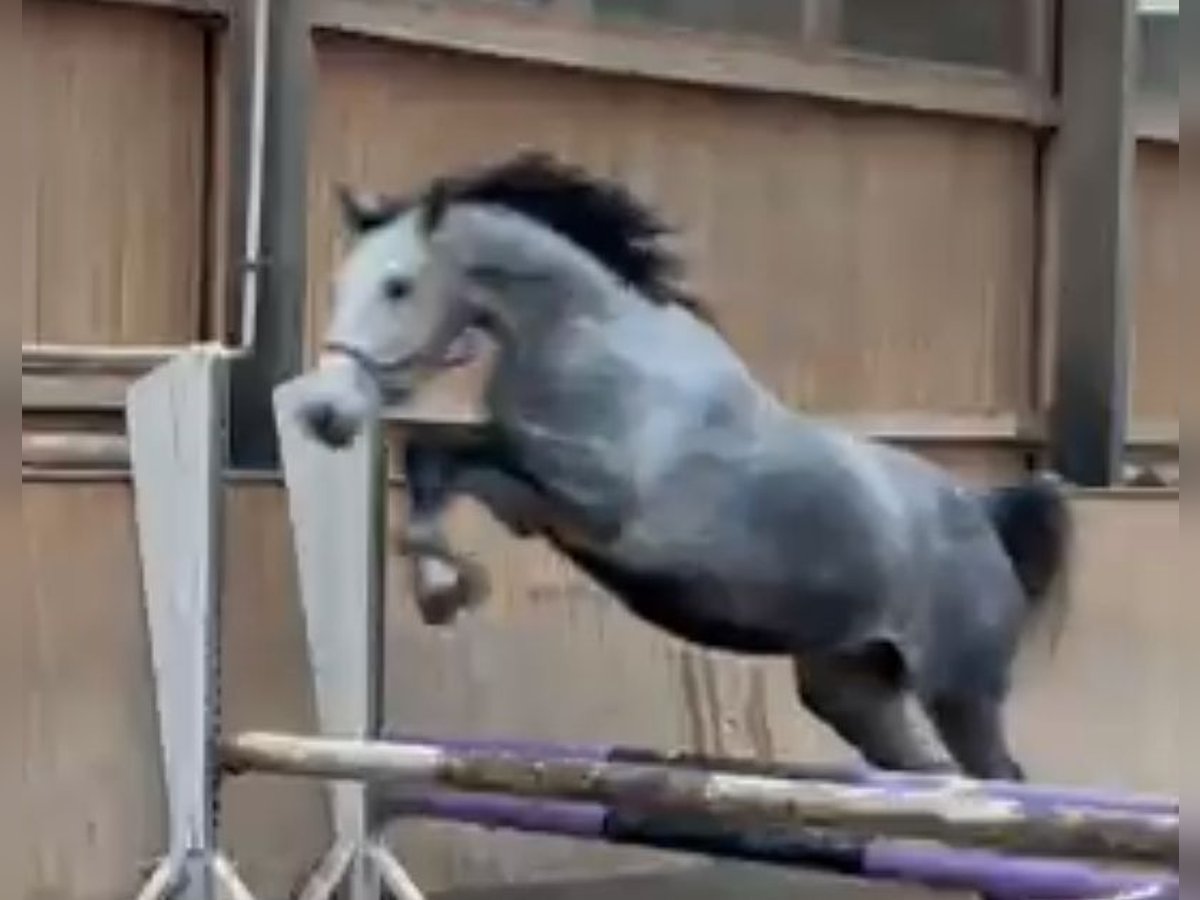 Niemiecki koń sportowy Klacz 6 lat 166 cm Siwa in Ilmenau