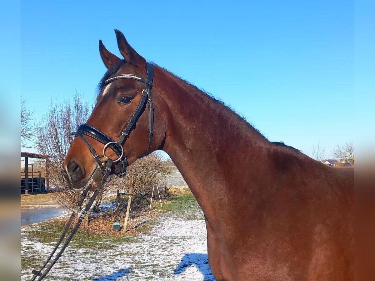 Niemiecki koń sportowy Klacz 6 lat 168 cm Gniada in Laichingen