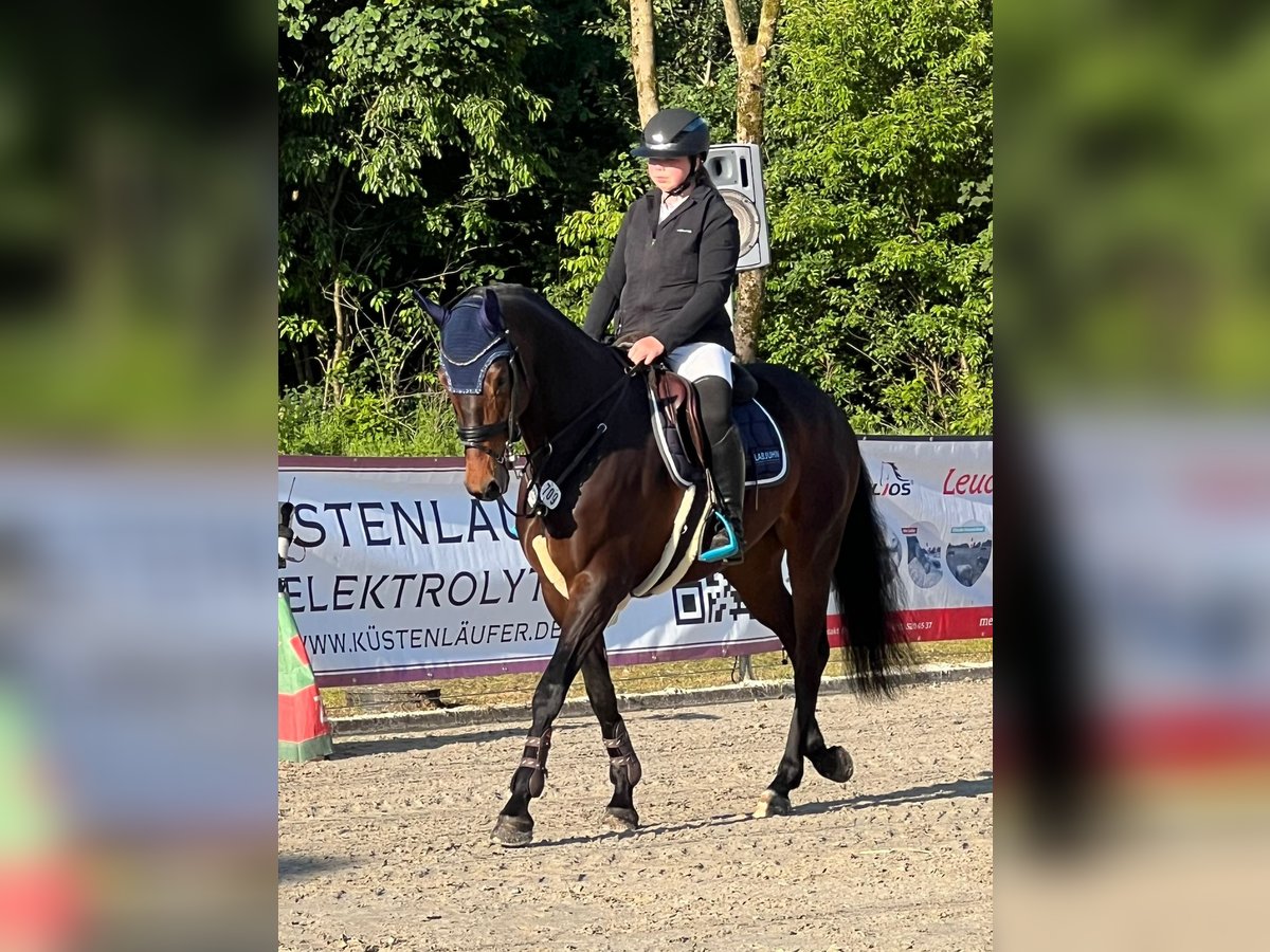 Niemiecki koń sportowy Klacz 6 lat 168 cm Gniada in Hattstedt