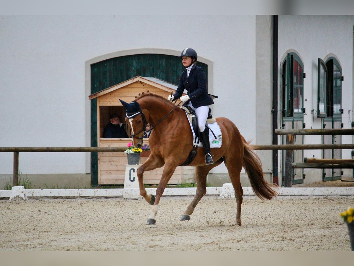 Niemiecki koń sportowy Klacz 6 lat 170 cm Kasztanowata in Hallbergmoos