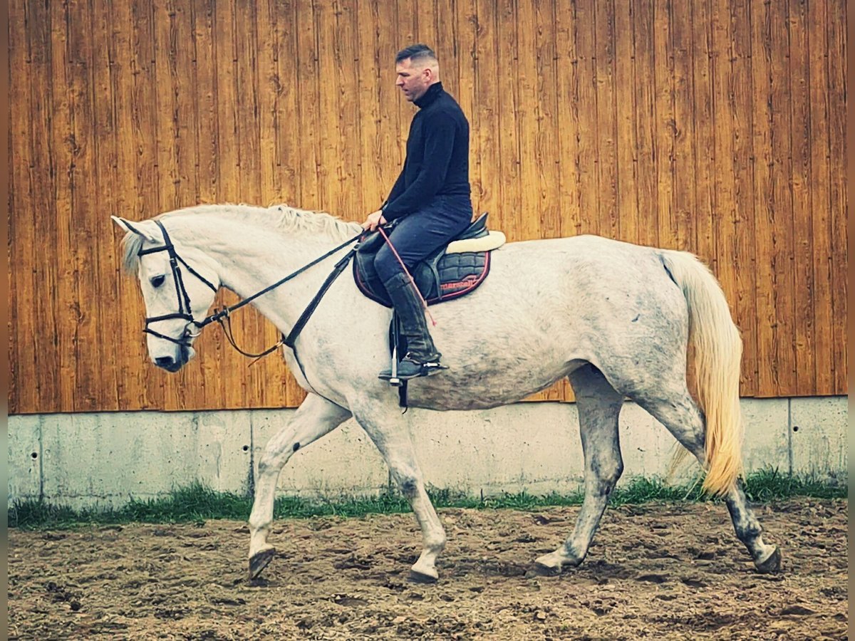 Niemiecki koń sportowy Klacz 6 lat 170 cm Siwa in Nordwestuckermark