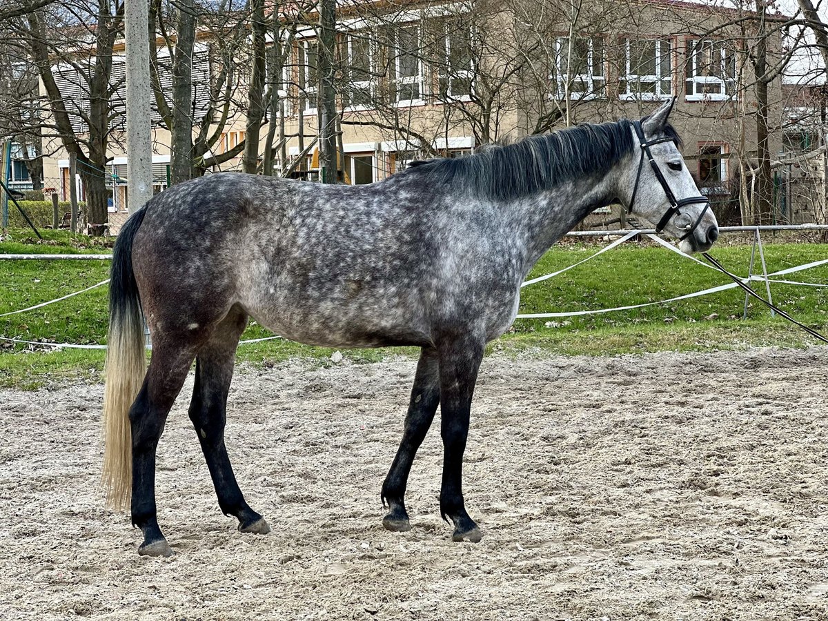 Niemiecki koń sportowy Klacz 6 lat 170 cm Siwa in Görlitz