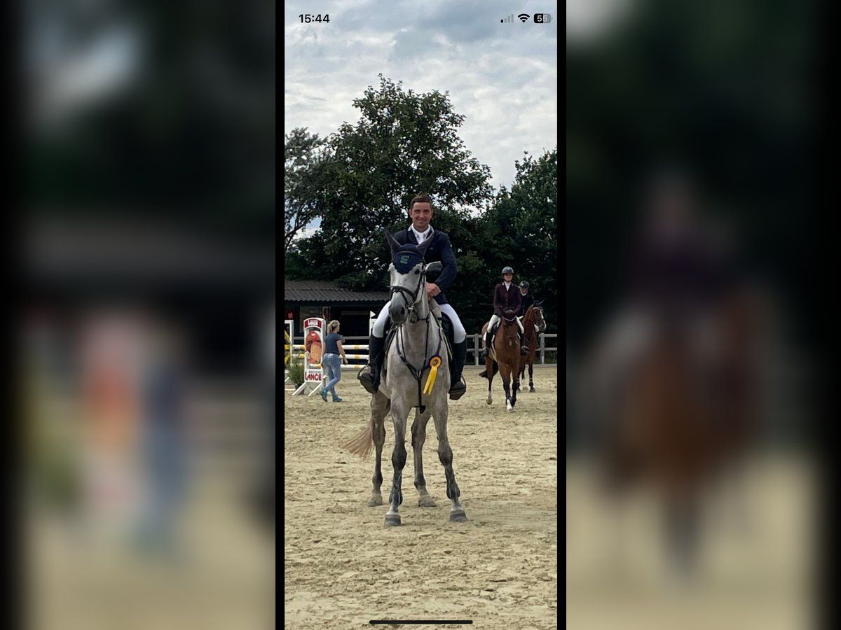 Niemiecki koń sportowy Klacz 6 lat 171 cm Siwa in Porta Westfalica