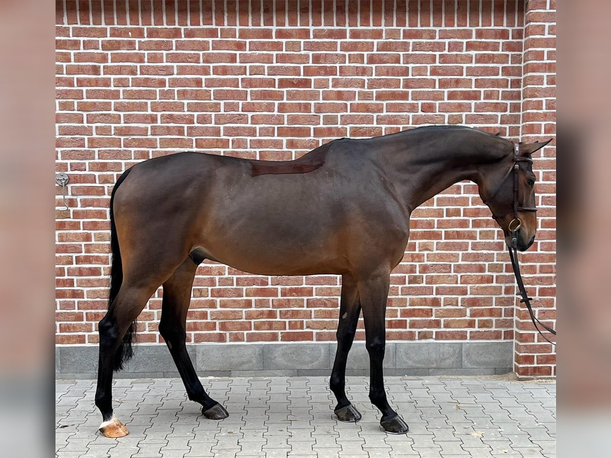 Niemiecki koń sportowy Klacz 6 lat 173 cm Gniada in Walldorf