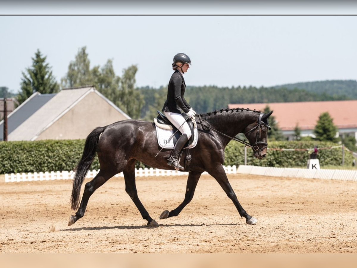 Niemiecki koń sportowy Klacz 6 lat 176 cm Kara in Sch&#xF6;neck/Vogtland