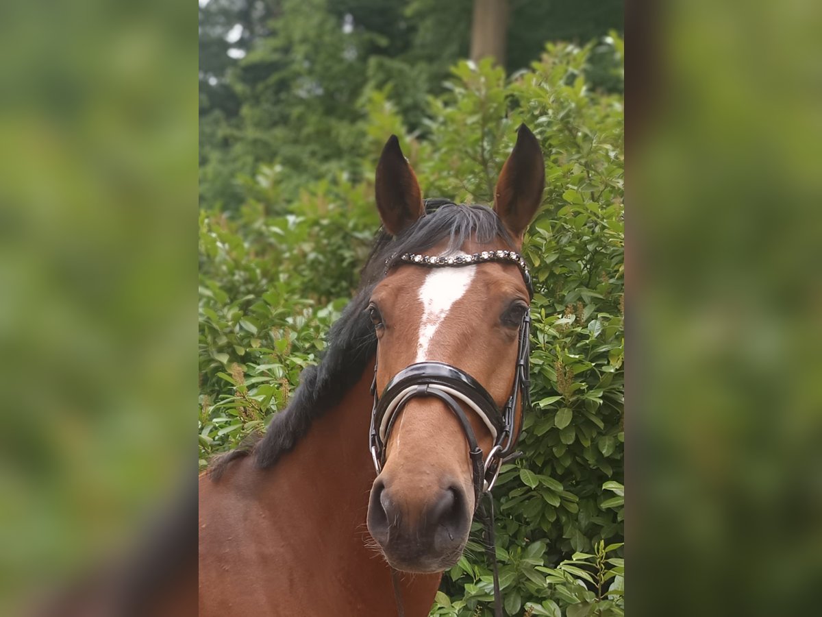 Niemiecki koń sportowy Klacz 7 lat 167 cm Gniada in Braunschweig