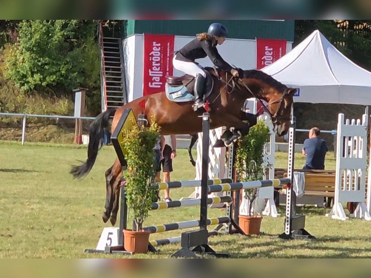 Niemiecki koń sportowy Klacz 7 lat 167 cm Gniada in Braunschweig Niemiecki koń sportowy Klacz 7 lat 167 cm Gniada in Braunschweig