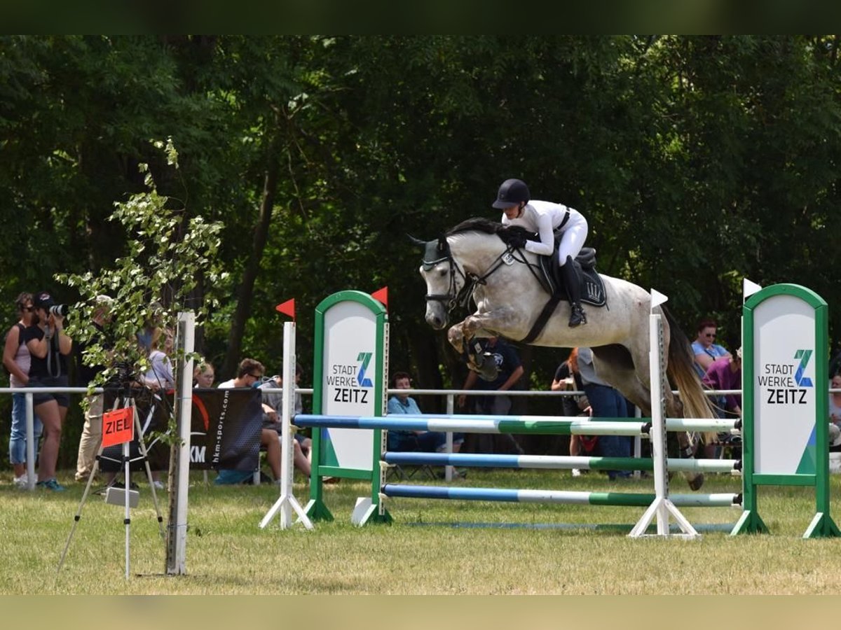 Niemiecki koń sportowy Klacz 7 lat 167 cm Siwa in BrahmenauGera