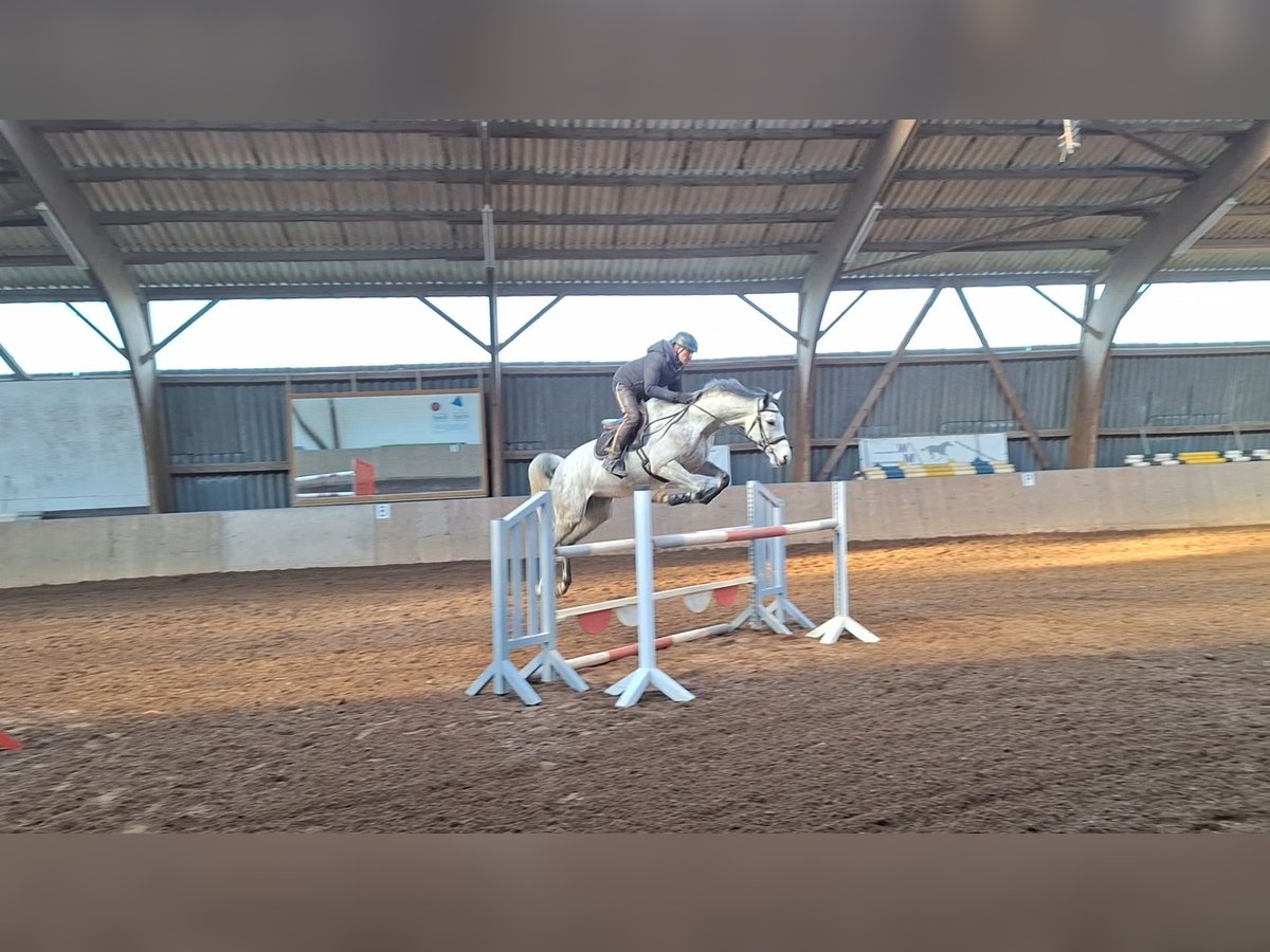 Niemiecki koń sportowy Klacz 7 lat 168 cm Siwa in Büttelborn