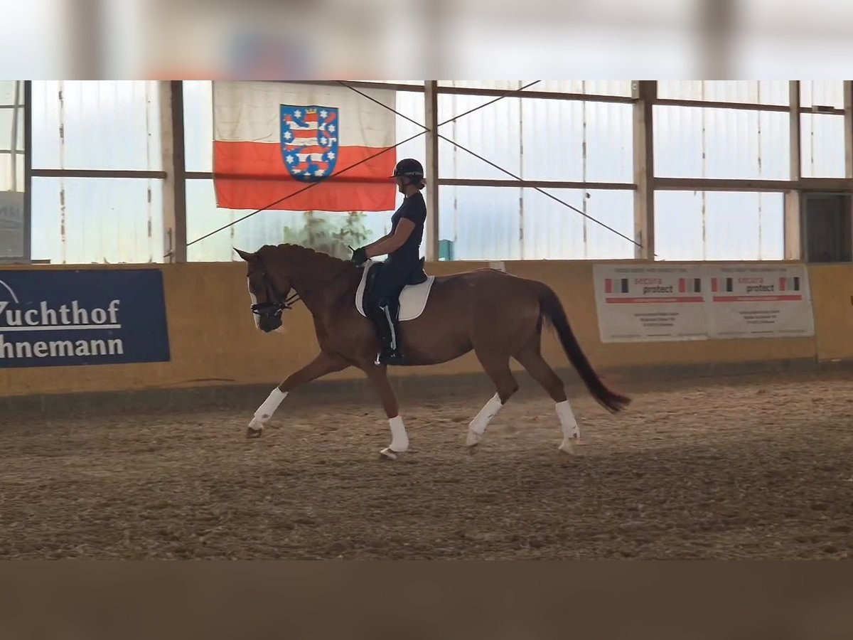 Niemiecki koń sportowy Klacz 7 lat 170 cm Kasztanowata in Sch&#xF6;nwalde-Glien