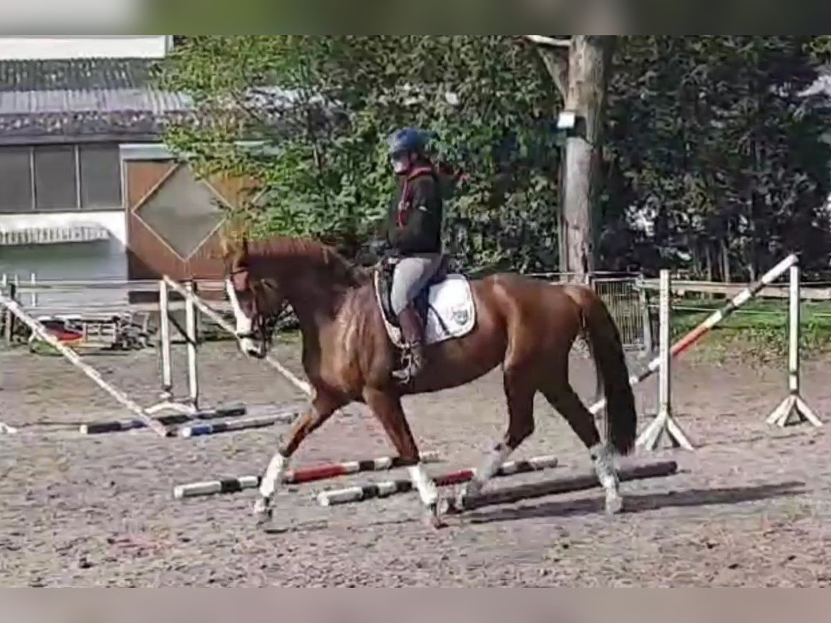 Niemiecki koń sportowy Klacz 7 lat 174 cm in Braunschweig