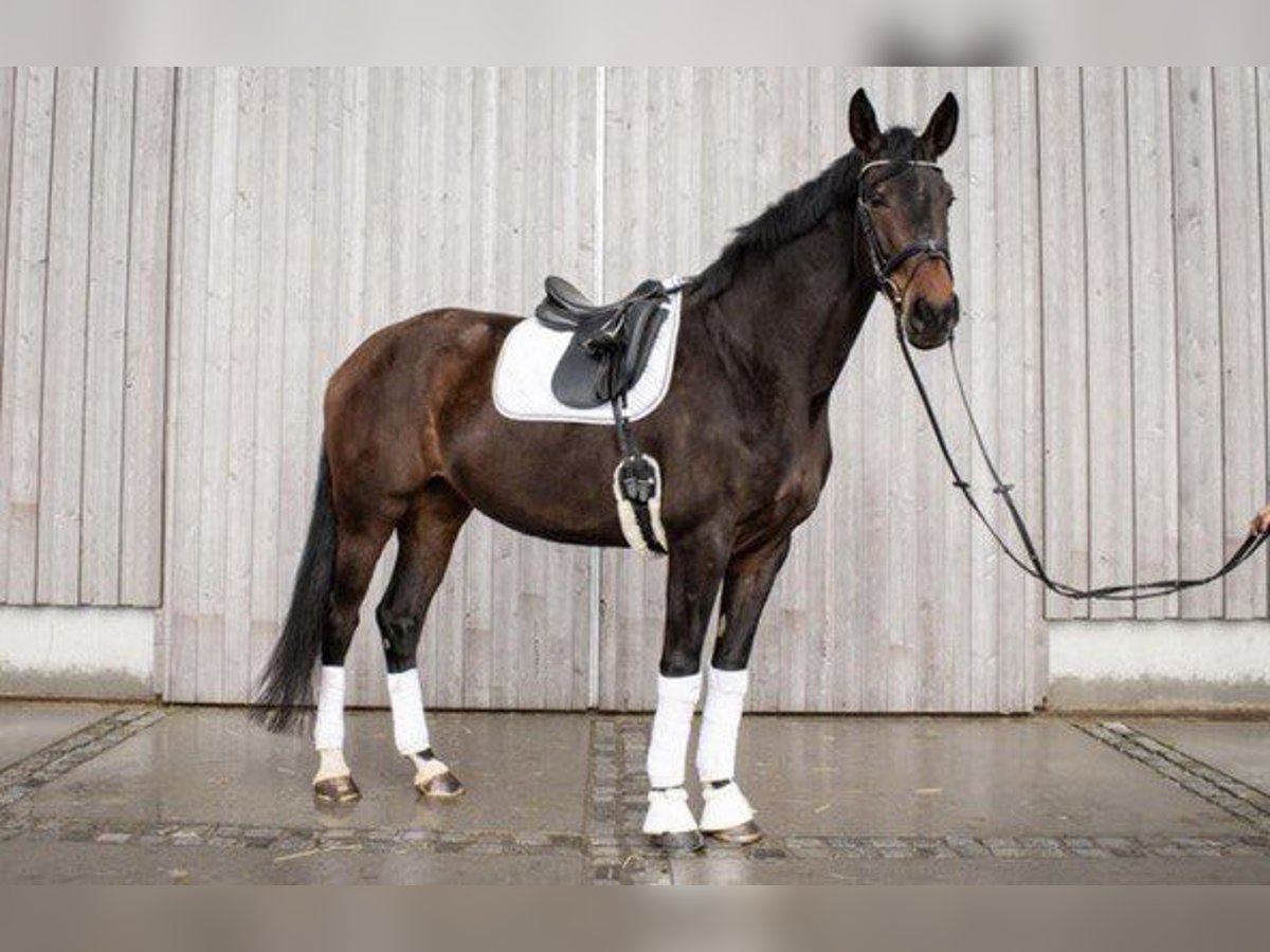 Niemiecki koń sportowy Klacz 7 lat 177 cm Ciemnogniada in Schwerin