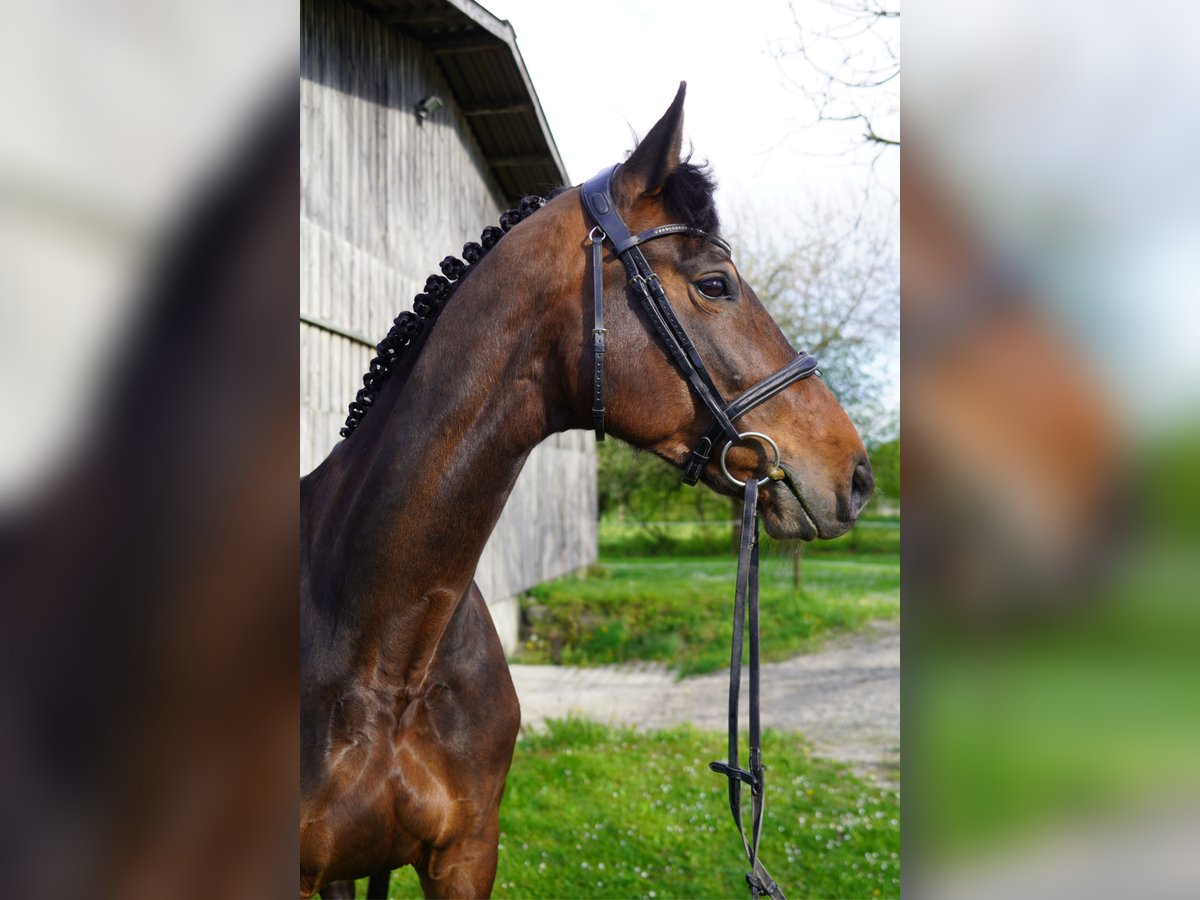 Niemiecki koń sportowy Klacz 8 lat 167 cm Ciemnogniada in Fronreute