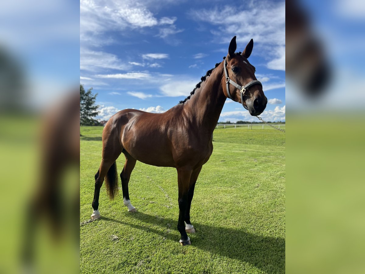 Niemiecki koń sportowy Klacz 8 lat 171 cm Gniada in Poing