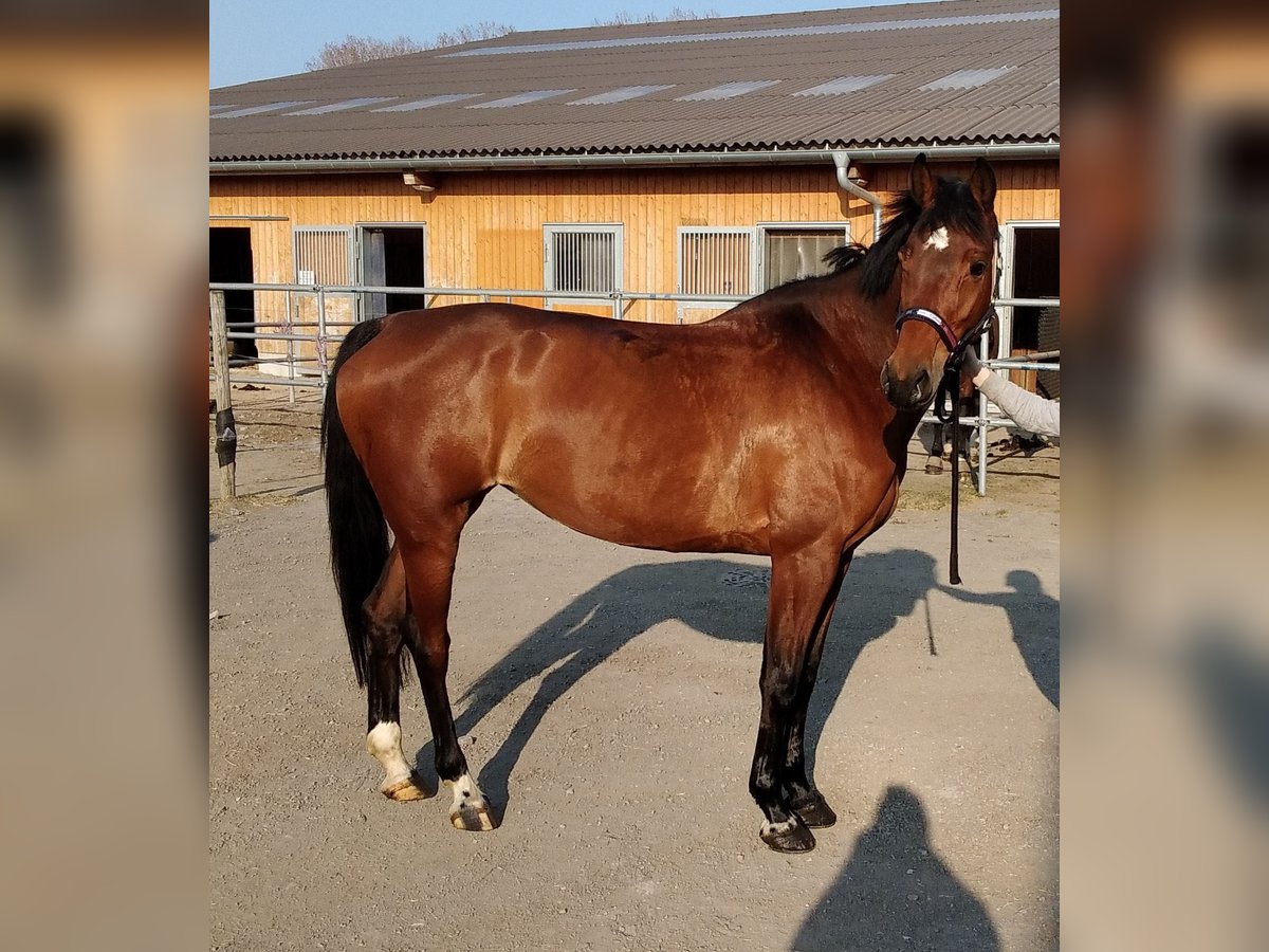 Niemiecki koń sportowy Klacz 8 lat 171 cm Gniada in Lindau