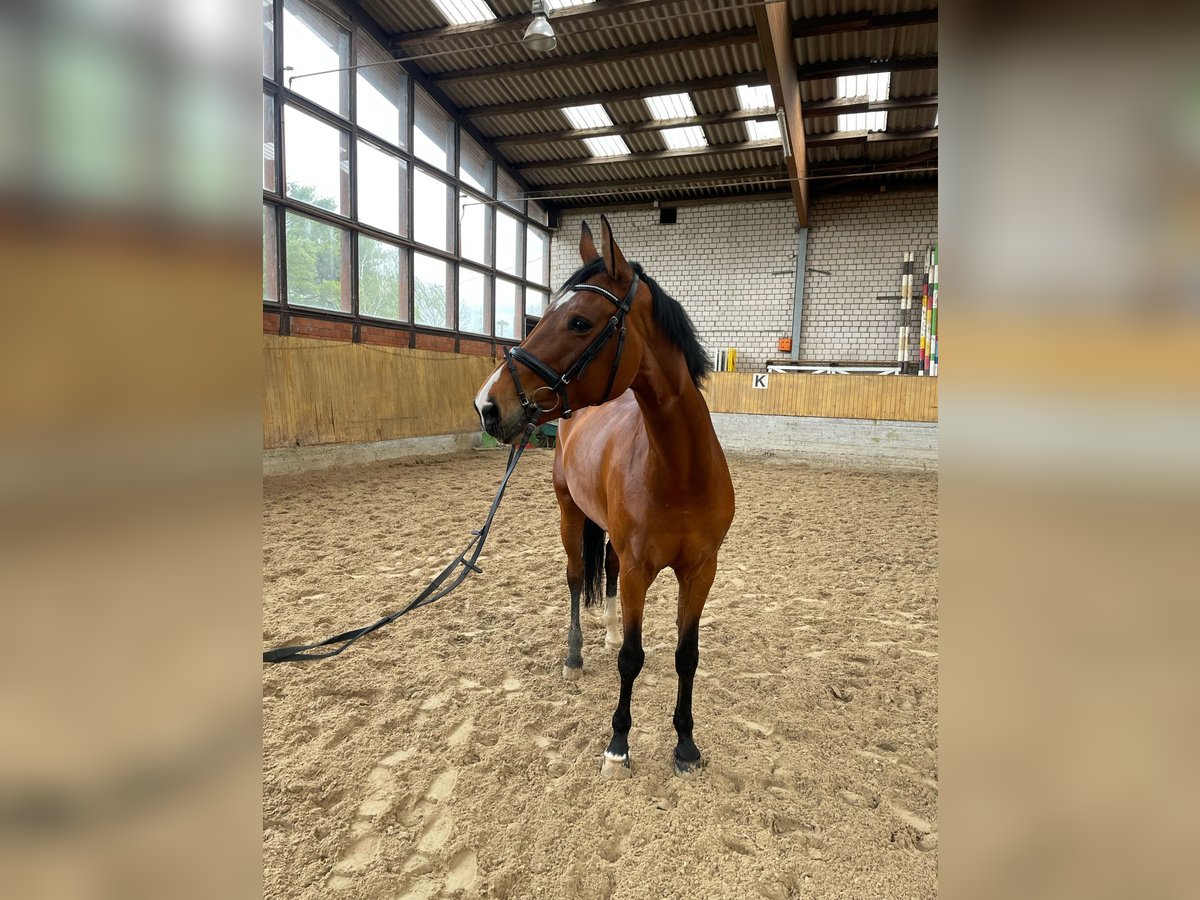 Niemiecki koń sportowy Klacz 8 lat 175 cm Gniada in Grevenbroich