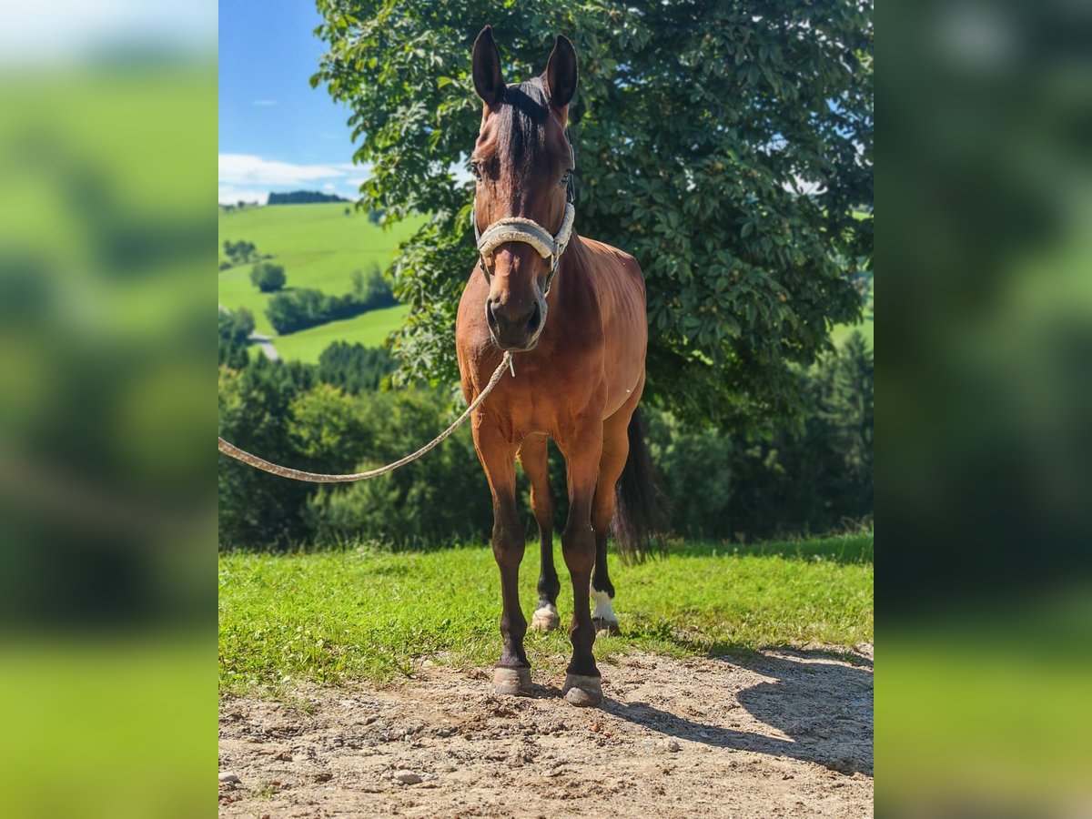 Niemiecki koń sportowy Klacz 9 lat 167 cm Gniada in St. Peter in der Au
