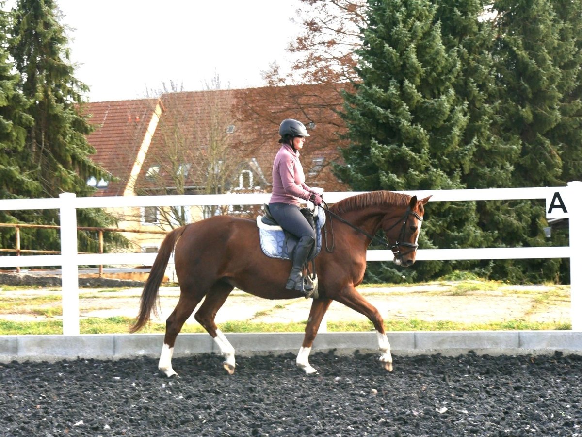 Niemiecki koń sportowy Klacz 9 lat 167 cm Kasztanowata in Leubsdorf