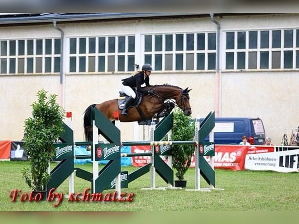 Niemiecki koń sportowy Klacz 9 lat 168 cm Gniada in Chemnitz, Sachsen