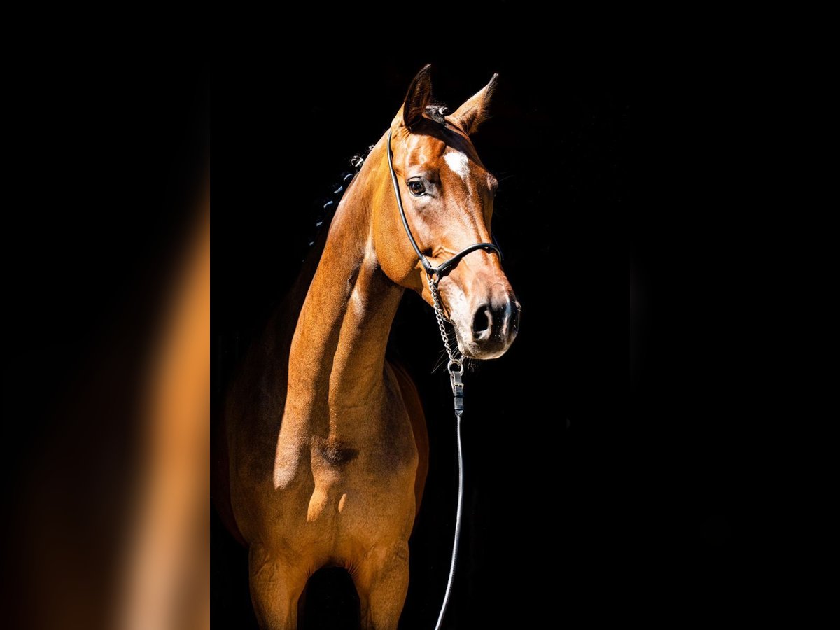 Niemiecki koń sportowy Klacz 9 lat 172 cm Gniada in Ragow-Merz Merz