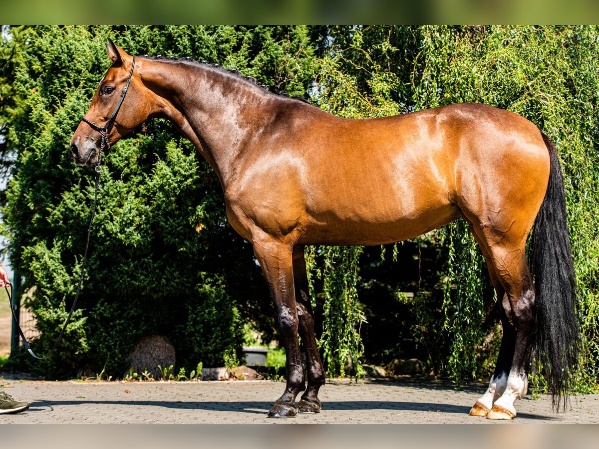 Niemiecki koń sportowy Klacz 9 lat 175 cm Ciemnogniada in Ragow-Merz MerzBeeskow
