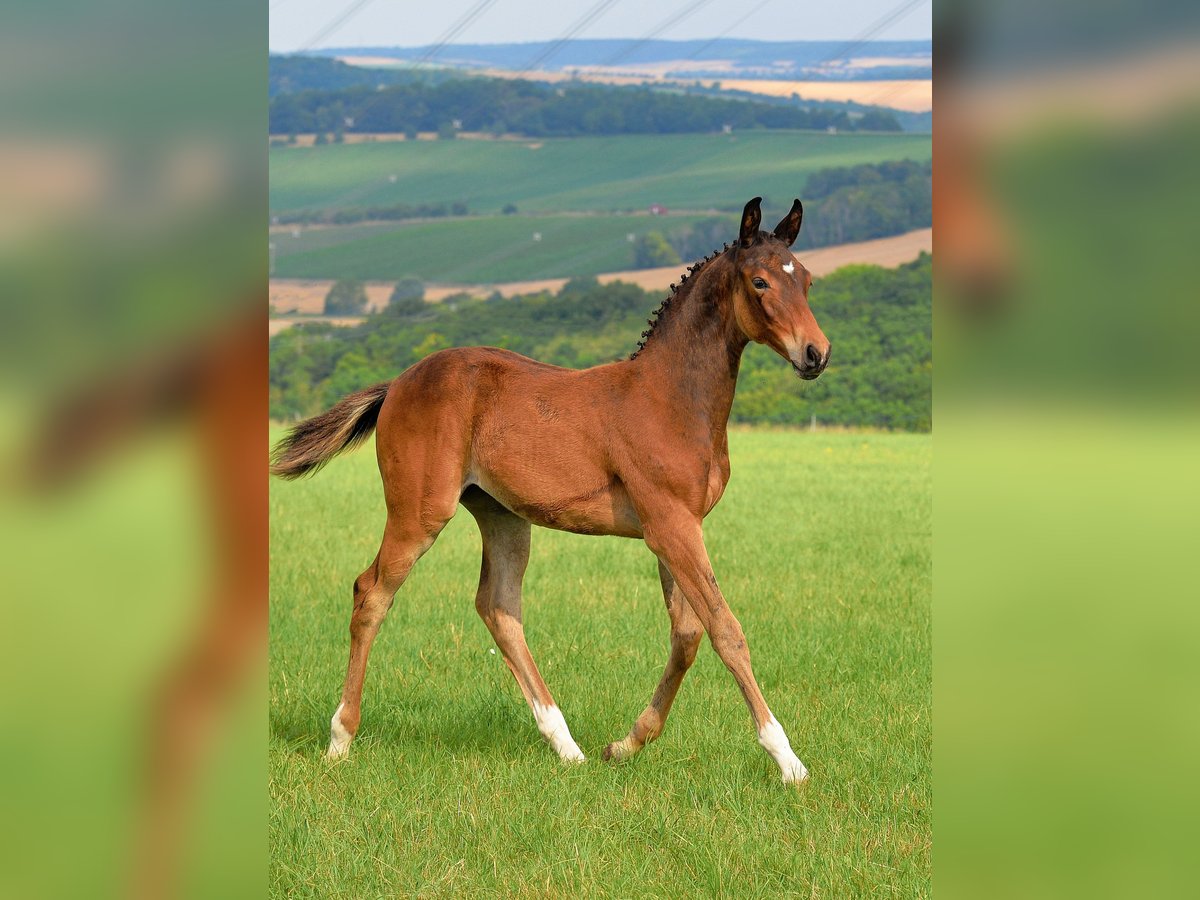 Niemiecki koń sportowy Klacz Źrebak (04/2025) 168 cm Gniada in D&#xF6;brichau