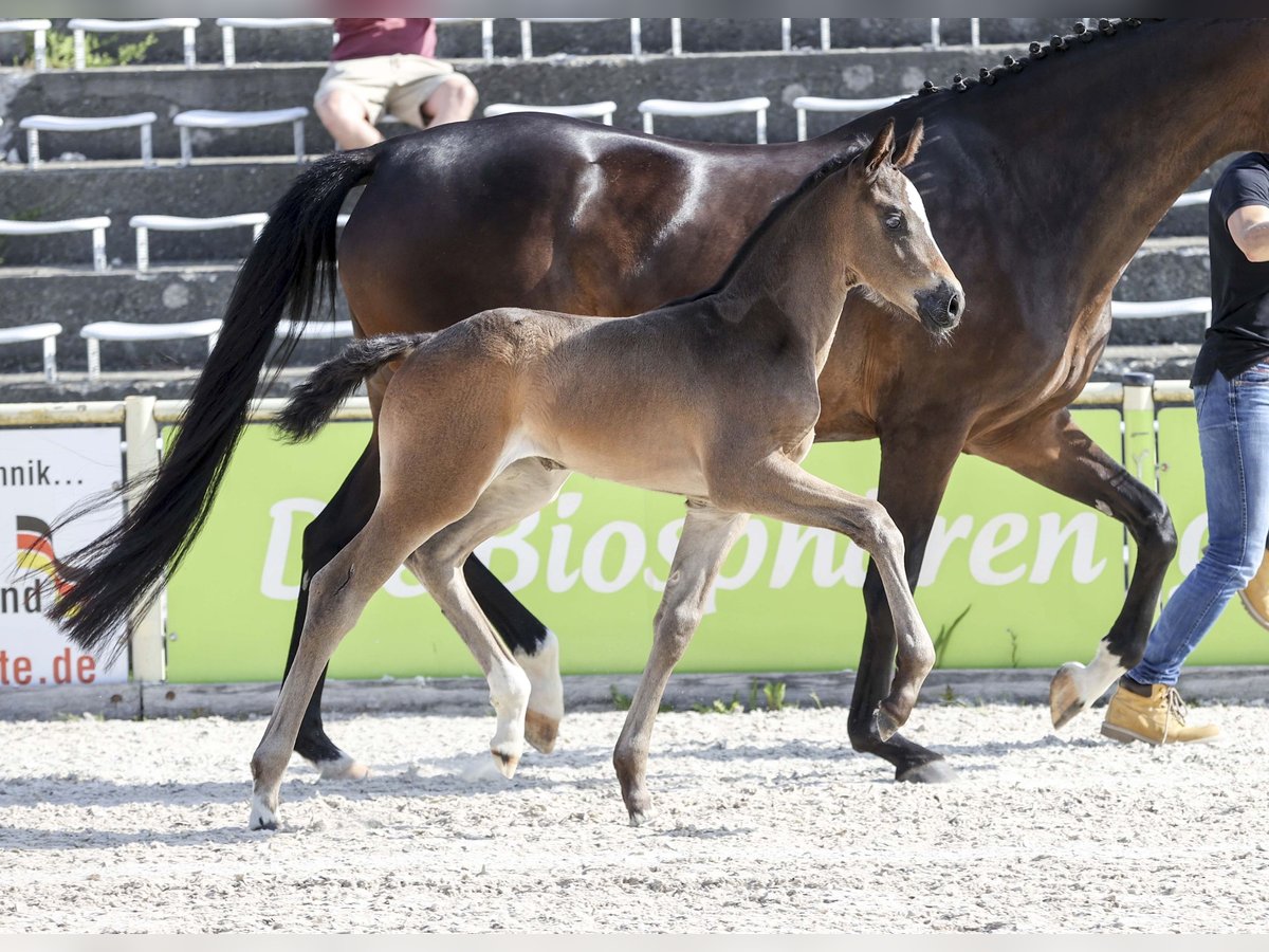 Niemiecki koń sportowy Klacz Źrebak (05/2025) Ciemnogniada in Gomadingen