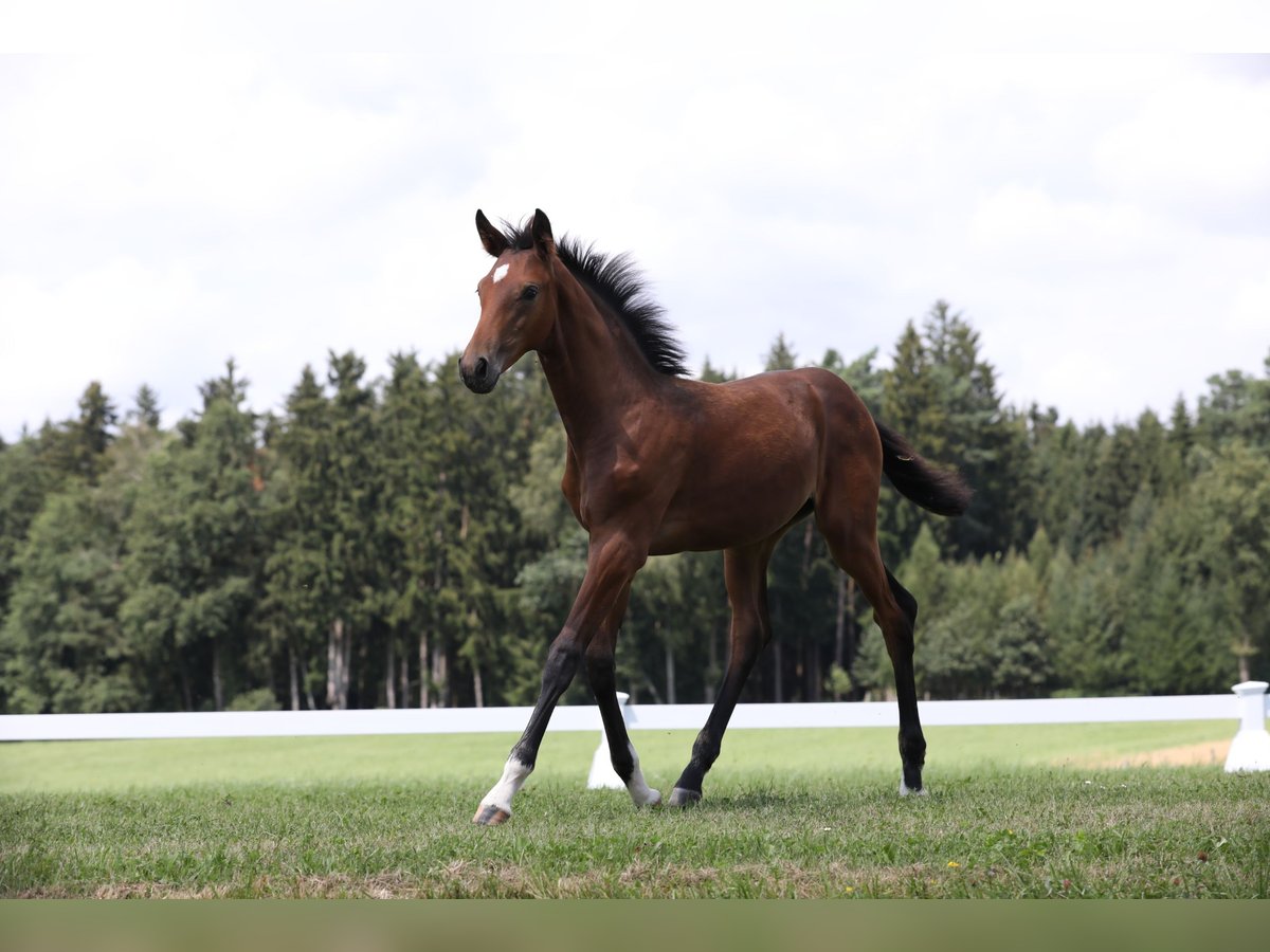 Niemiecki koń sportowy Klacz Źrebak (04/2024) Ciemnogniada in Postmünster