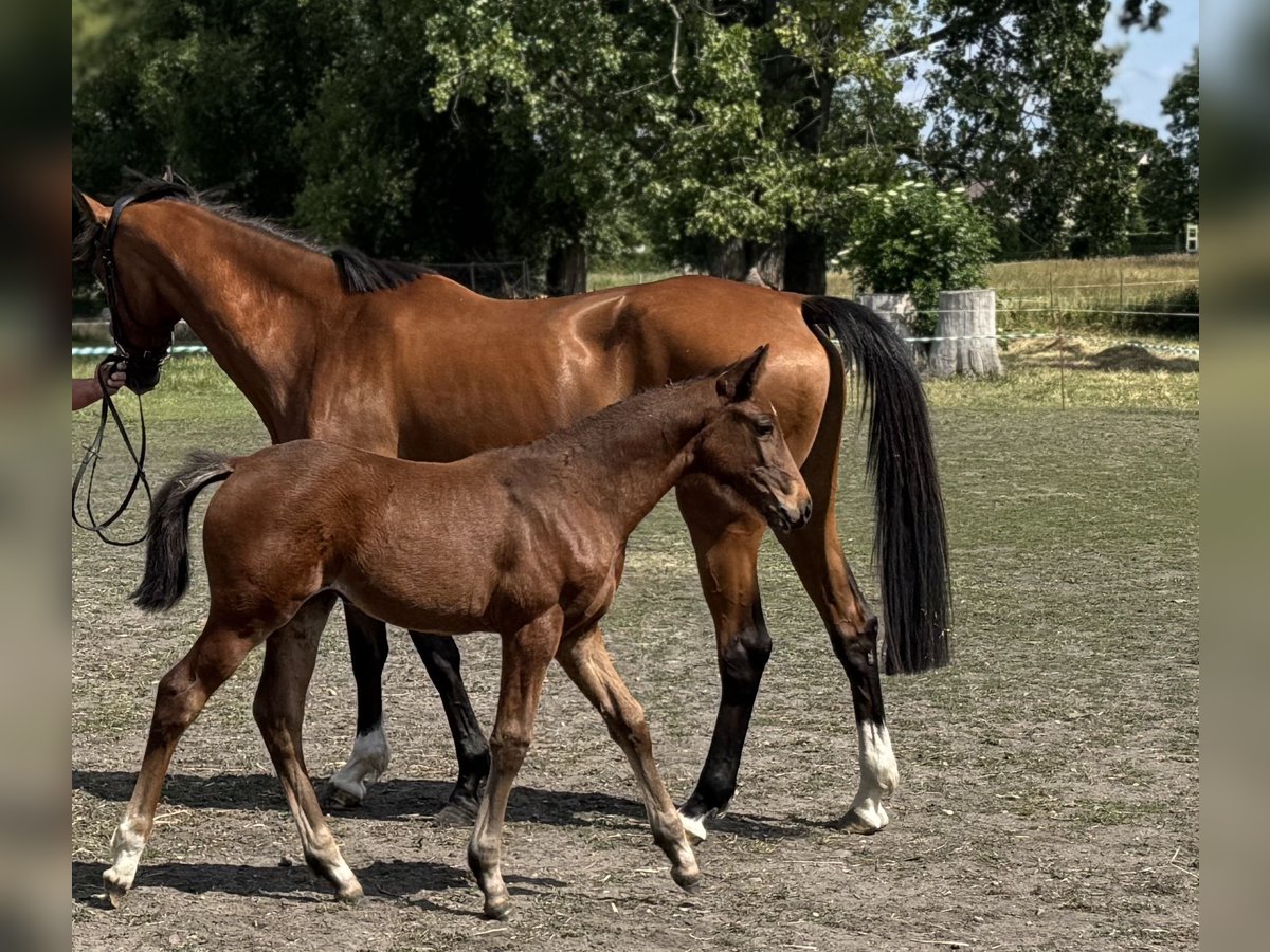 Niemiecki koń sportowy Klacz Źrebak (04/2025) Gniada in Annaburg