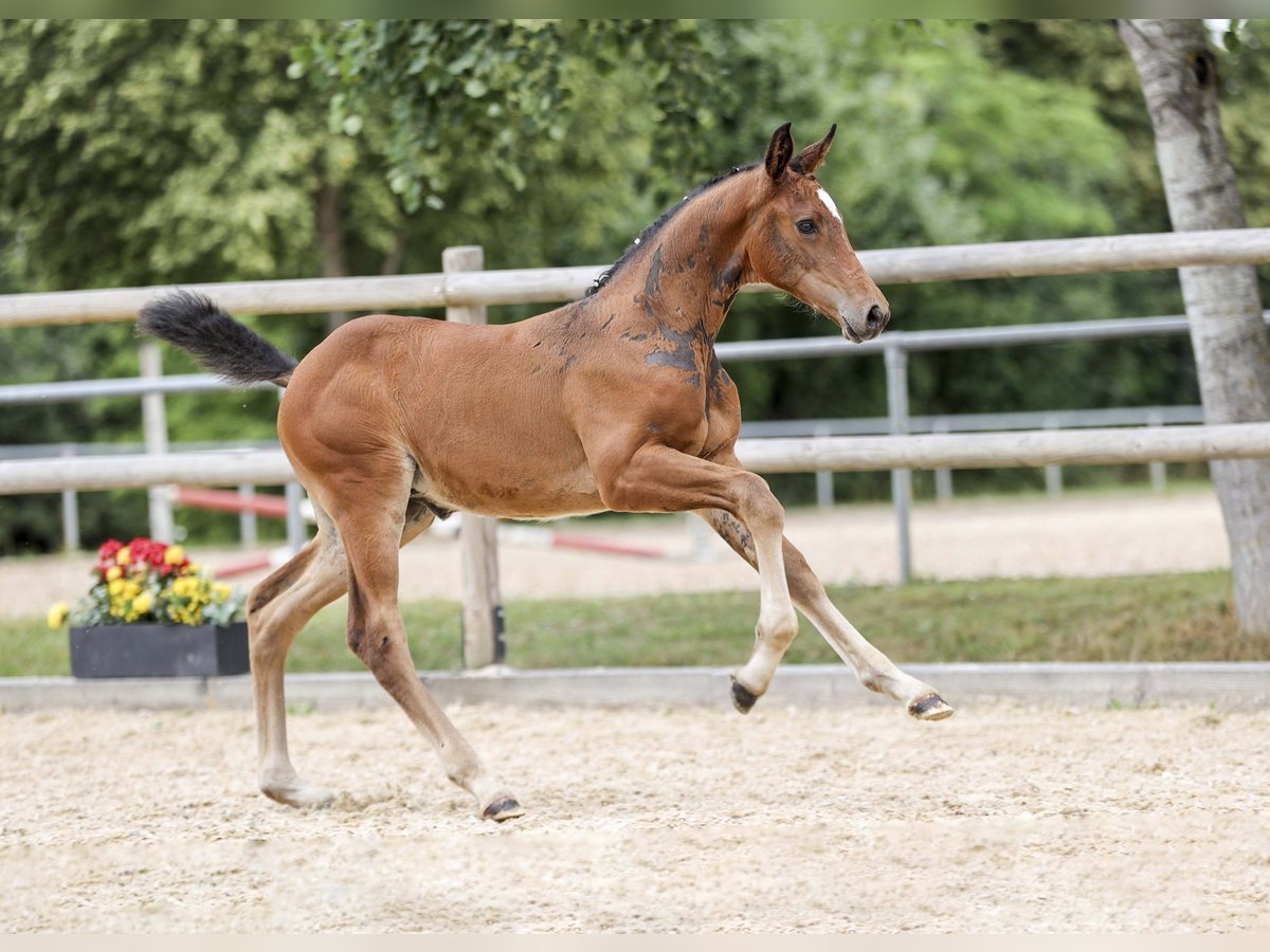 Niemiecki koń sportowy Klacz Źrebak (05/2025) Gniada in Gomadingen