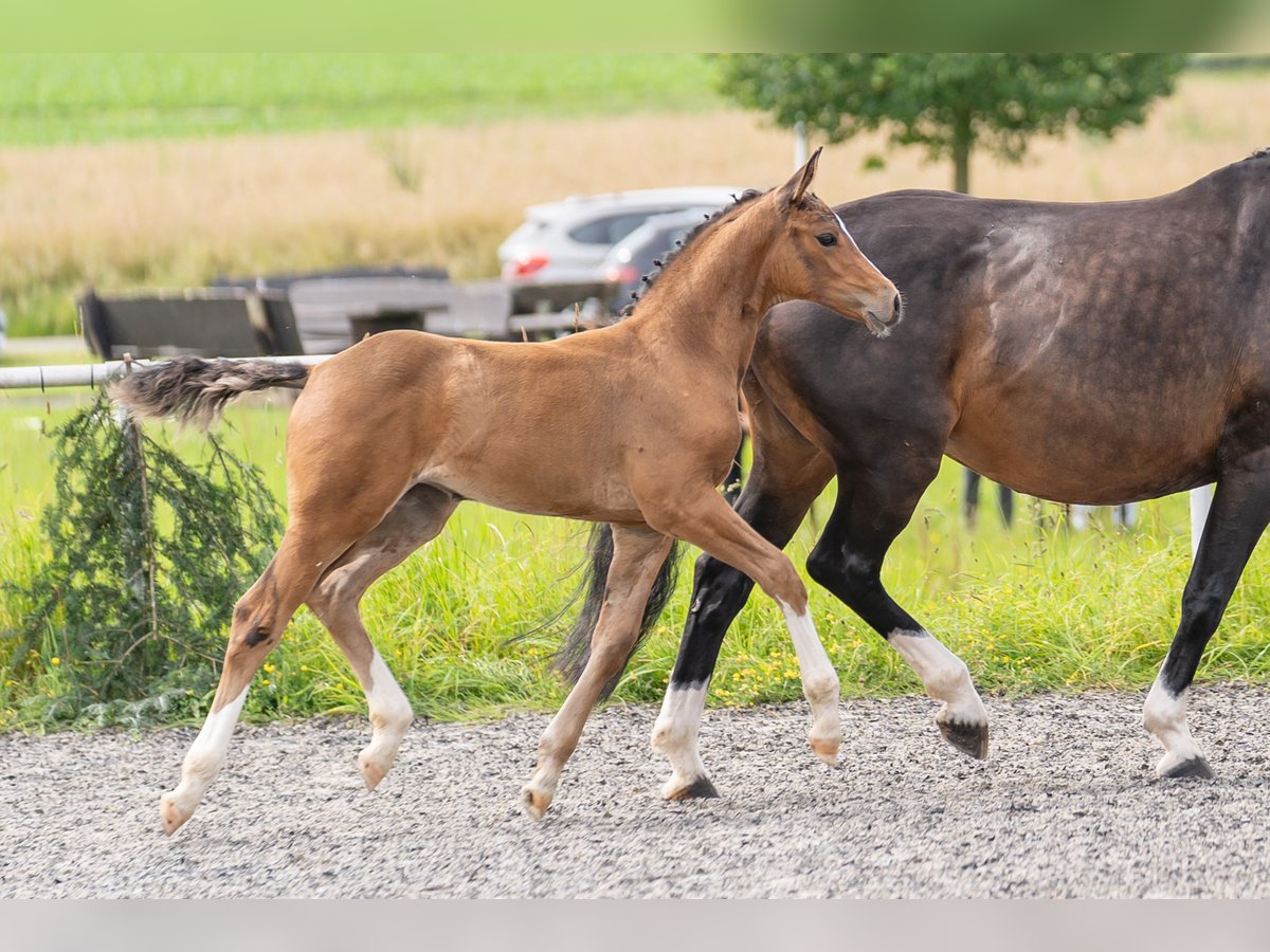 Niemiecki koń sportowy Klacz Źrebak (05/2024) Gniada in Ebhausen