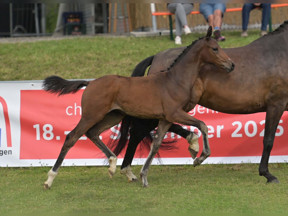 Niemiecki koń sportowy Klacz Źrebak (04/2025) Gniada in Gomadingen