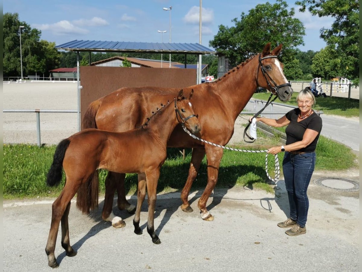 Niemiecki koń sportowy Klacz Źrebak (04/2025) Gniada in Wei&#xDF;bach