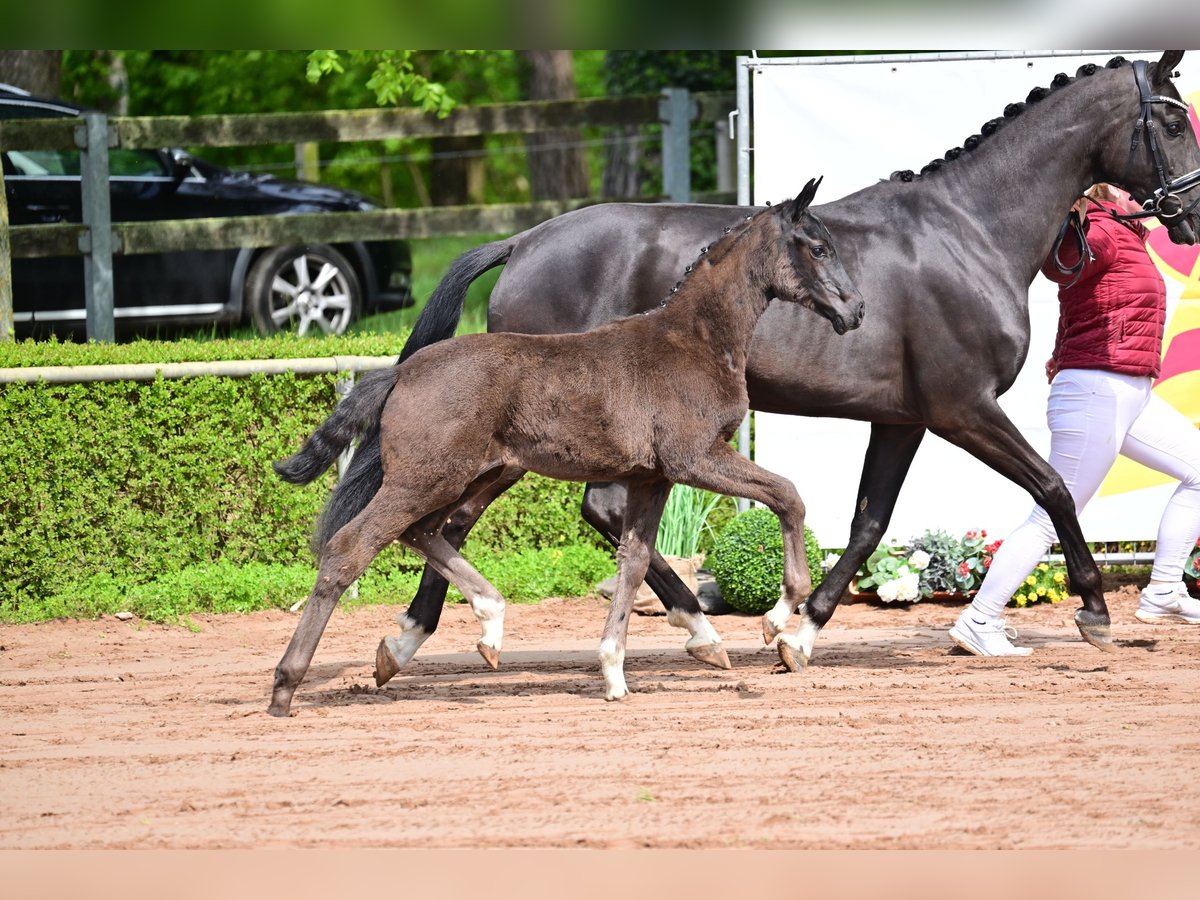 Niemiecki koń sportowy Klacz Źrebak (01/2024) Kara in Goldbeck