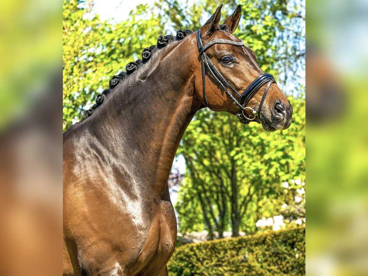 Niemiecki koń sportowy Ogier 12 lat 166 cm in Veghel